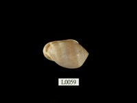 藏品(鼬耳螺)的圖片